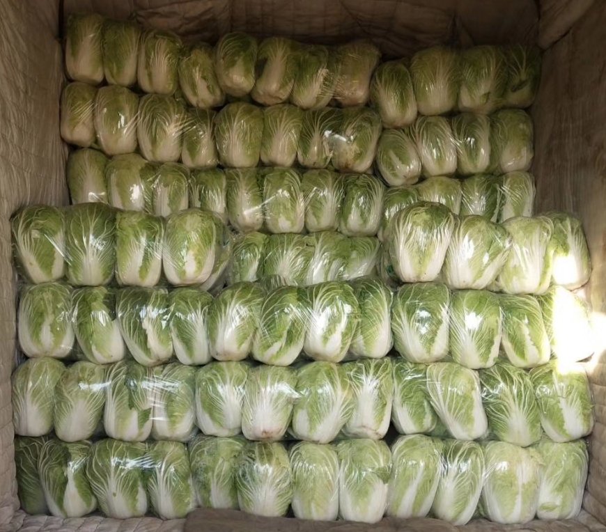 青杂三号白菜在批发市场批量装车场景