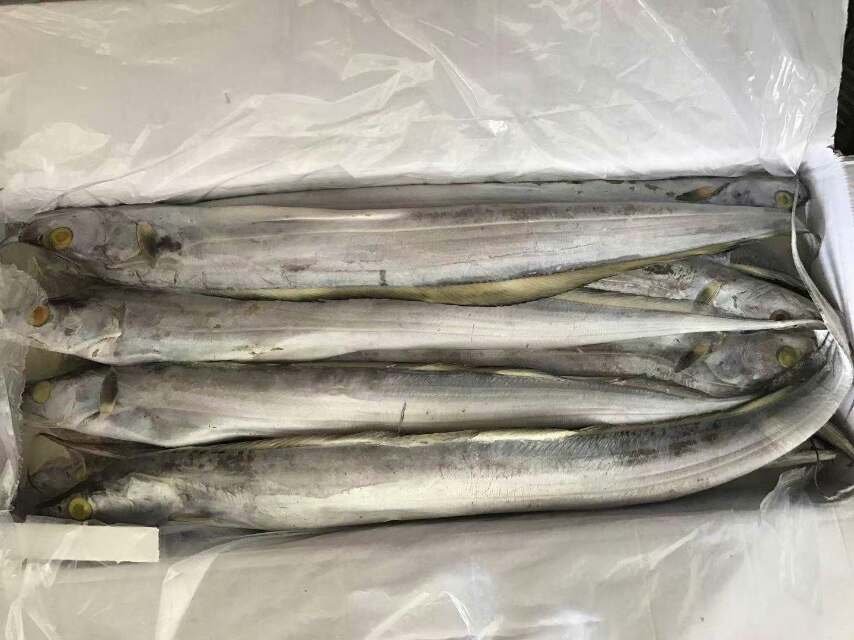 刀鱼的主要产地分布图