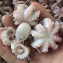 章鱼水产短腿八爪鱼去内脏！涮火锅水产章鱼八爪鱼