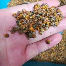 野菊花胎菊米菊花茶手工挑选净货
