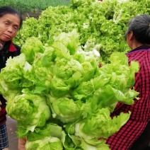 500多亩儿菜，预计12月中旬大量上市，量大从优