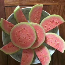 福建芭乐种苗：红心番石榴苗30~50cm