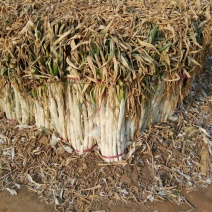 长白大葱产地，干葱