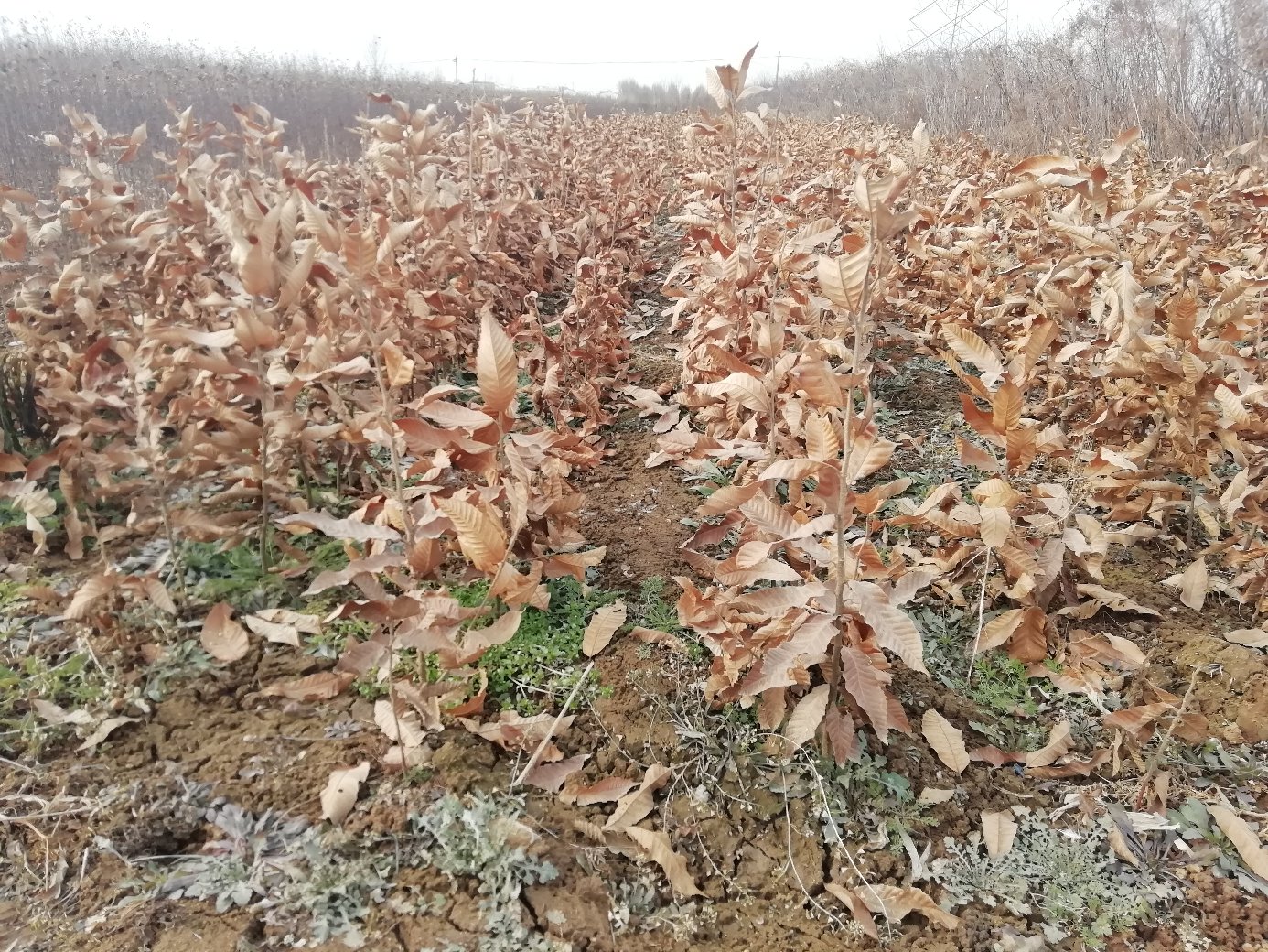 图示:山东济南长清区园林苗圃秋季定植现场,工人正按70 cm×70 cm网格定位打点(红色标杆),背景可见已铺设的稻壳防寒层与东侧无纺布风障;土壤为褐土,pH检测仪显示6.3;时间标注为2023年10月18日10:22 红叶石楠秋季定植现场作业图