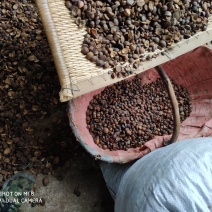 茶籽
