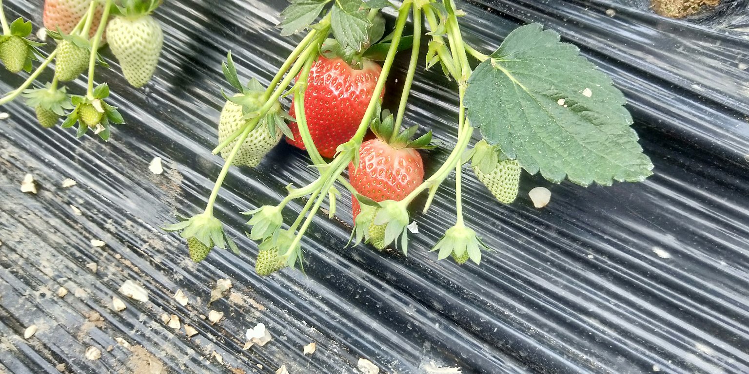 成熟的甜宝草莓果实色泽鲜亮,果肉饱满诱人 甜宝草莓成熟果实图