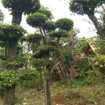 造型柞树桩，榆树桩
