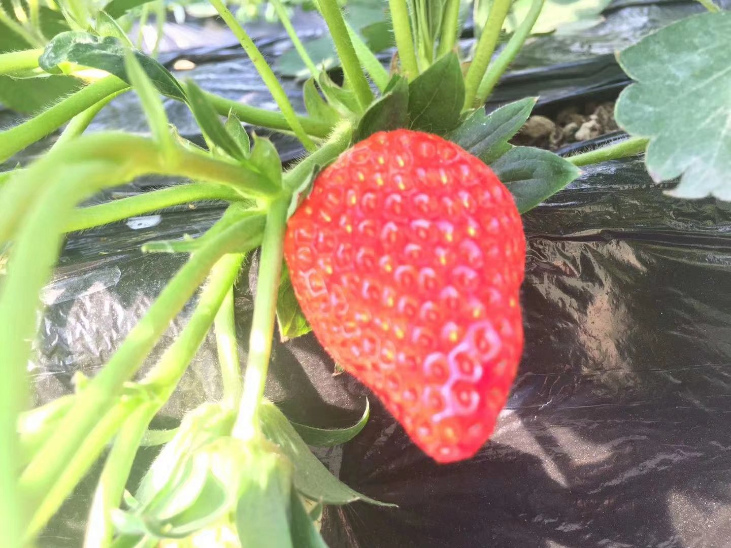 甜宝草莓特写展示