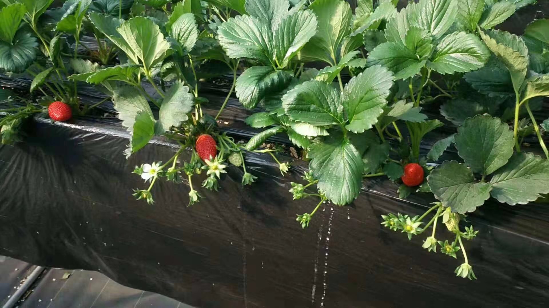 甜宝草莓高垄双行栽培实景图,展示黑色地膜覆盖、滴灌带布设、植株整齐排列,垄高约30厘米,植株间距约20厘米 甜宝草莓高垄滴灌栽培模式