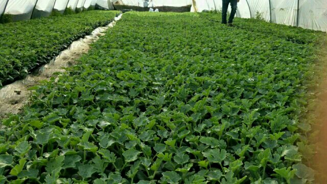 伊川县白沙镇连片西瓜种植基地航拍图