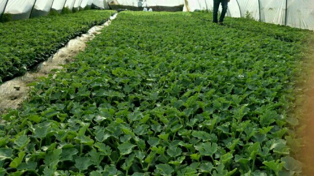 黑美人西瓜从花到果的生长过程