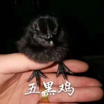 常年出售各种鸡鸭鹅苗高价回收