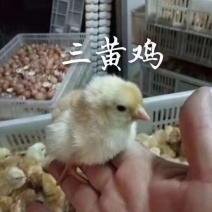 常年出售各种鸡鸭鹅苗高价回收
