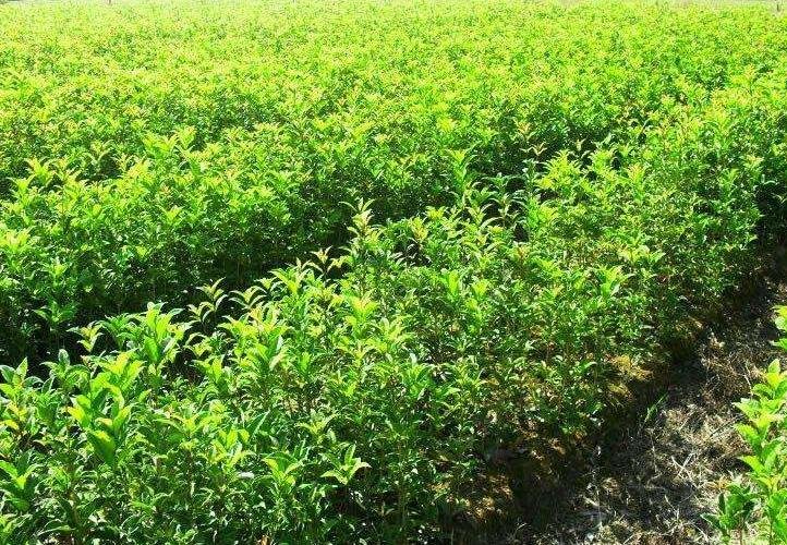桂林阳朔县漓江沿岸的八月桔果园,绿意盎然,果实挂枝 桂林阳朔八月桔果园风光