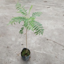 蓝花楹袋苗园林绿化开花植物