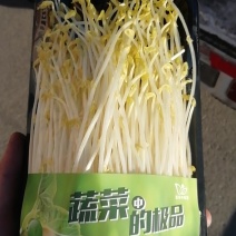 水培绿色芽苗菜
