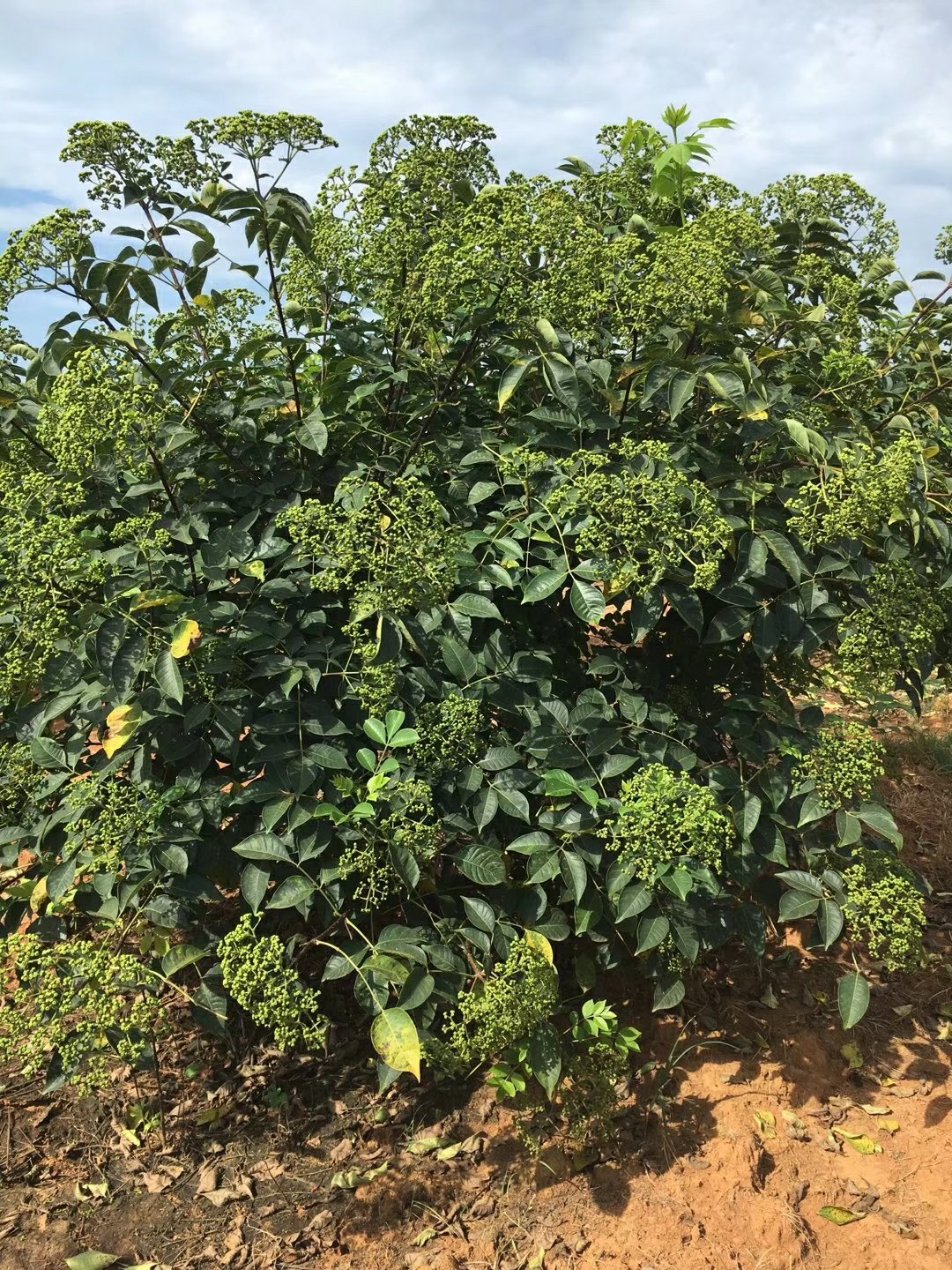 有好货吴茱萸茶辣苗枝条正宗江西中花自产自销