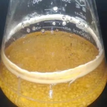 菌棒出菇捧出菇包