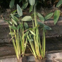 再力花，小兔子，紫叶狼尾草，金边麦冬，荷花，血草水生鸢尾