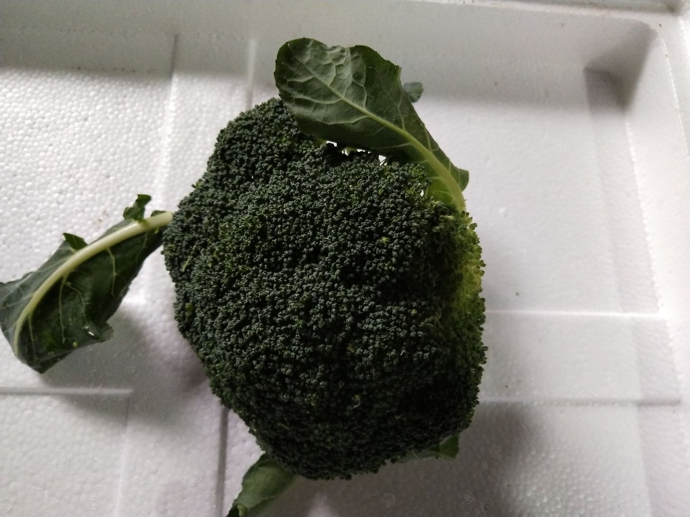 家庭厨房实景拍摄:展示西兰花根部浸水+微孔膜覆盖的常温暂存方法;强调环境阴凉(无直射光)、器具清洁(透明玻璃杯)、操作细节(水位仅没过根部1–2cm、保鲜膜预留透气孔);画面温馨实用,突出生活化科学保存理念 家庭厨房场景中的西兰花科学暂存法示意图:玻璃水杯中盛有清水,西兰花根部垂直浸入水中,花球朝上悬空;杯口覆盖一张带细密透气孔的白色保鲜膜;整体置于木质料理台阴影区,背景可见窗外柔和自然光与关闭的窗户