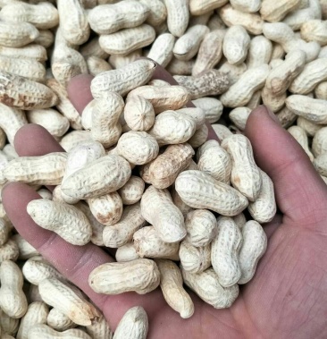 2020新花生天府三号炒花生