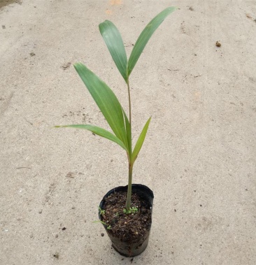 广州苗圃批发狐尾椰子树庭院盆栽四季常绿观叶植物