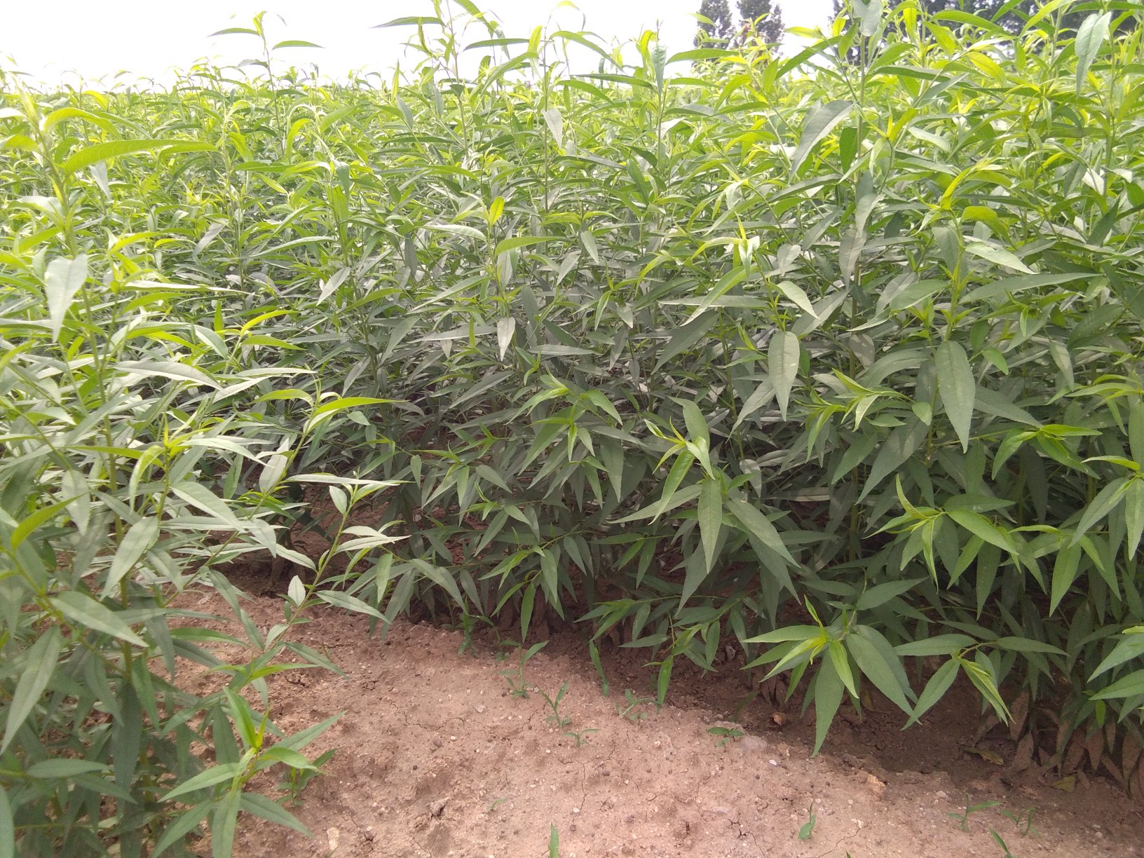 山东黄桃种植基地实景图