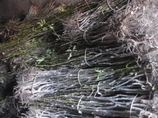 文玩核桃收藏展览现场