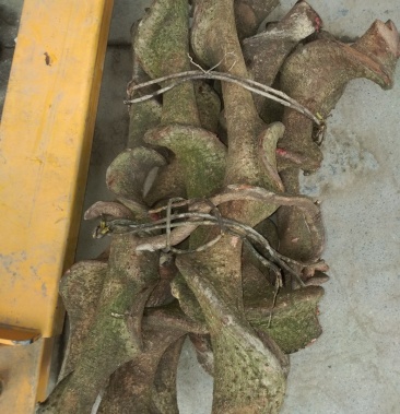 广西河池本地野生六万大石山过江龙