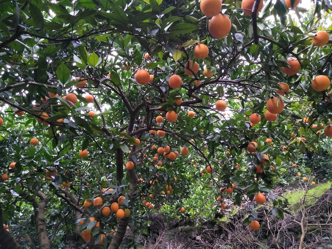 红肉脐橙种植园