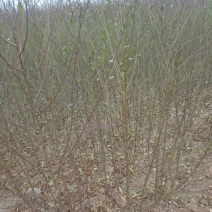 占地用毛桃树苗0.8至二公分