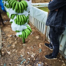 河口山地蕉