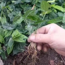 金果榄四川中药材种植基地地苦胆种苗一手货源