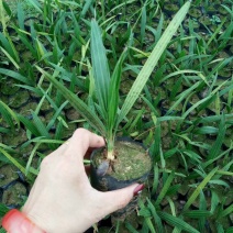 广州苗圃直供加拿利海枣苗庭院绿化棕榈科植物