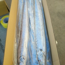 正宗渤海湾刀鱼