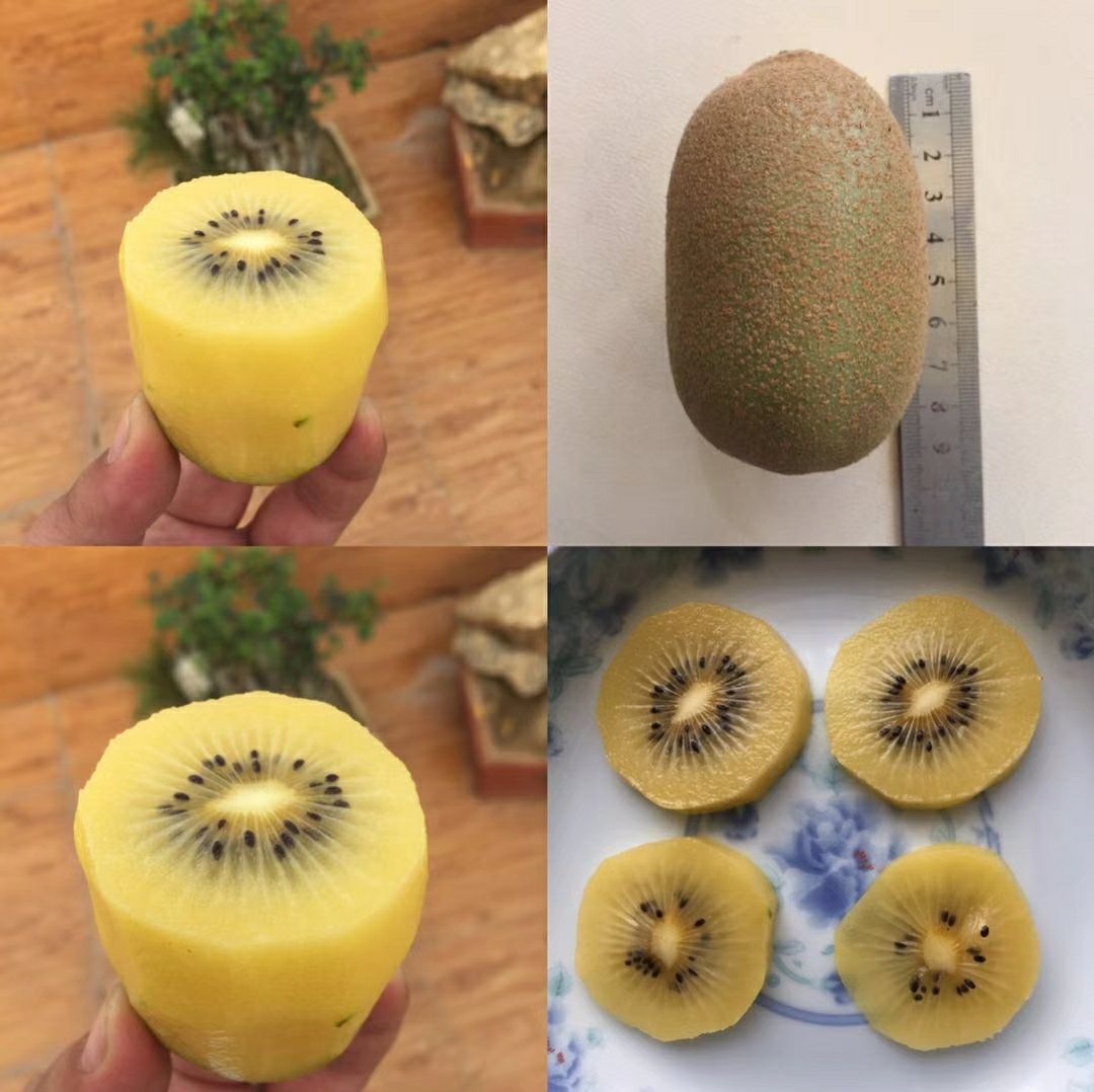 黄心猕猴桃切面展示