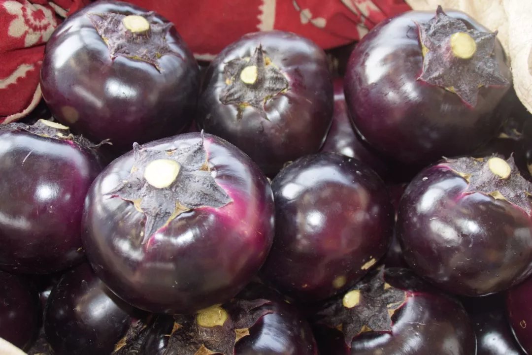 圆茄整体外观特写