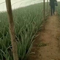 芦荟苗