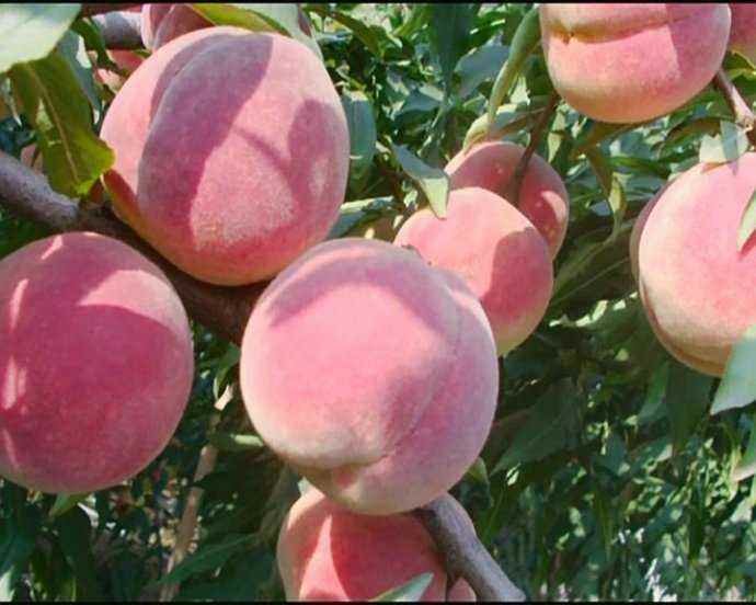 一片丰收在望的冬桃果园,树上挂满硕大粉红色果实,背景为丘陵地形,阳光明媚,果农正在田间巡查,展示成熟阶段的冬桃生长状态 冬桃果园实景图