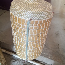 竹类植物