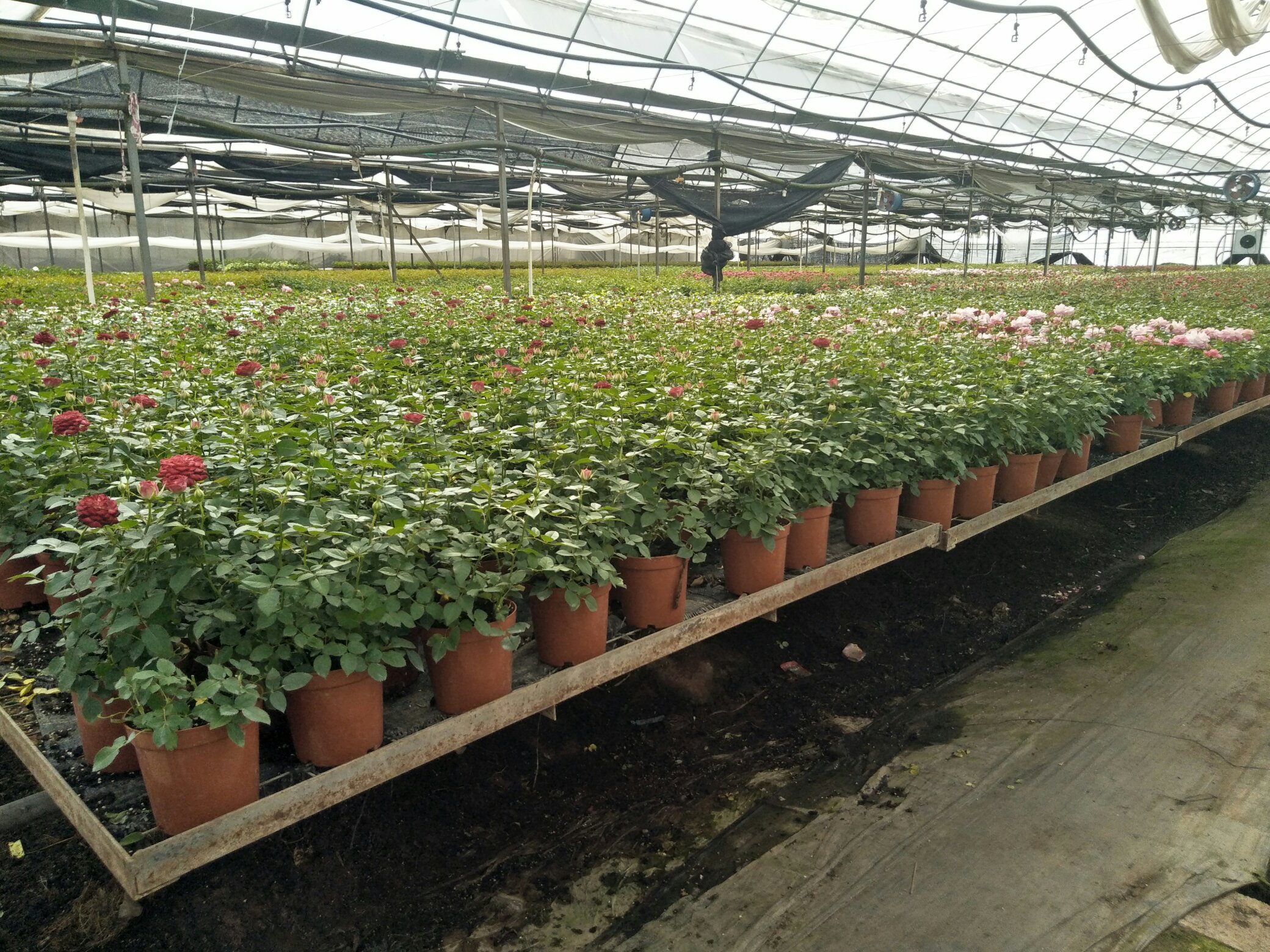 阳光玫瑰葡萄种植温室