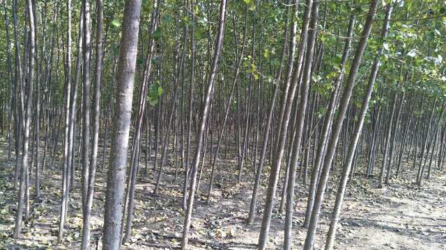 油松林中挂满球果的枝条全景