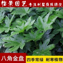 八角金盘八角金盆庭院绿化树苗木园林绿化树苗工程苗
