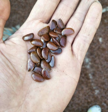 君迁子种子 软枣种子 出芽率高 易成活