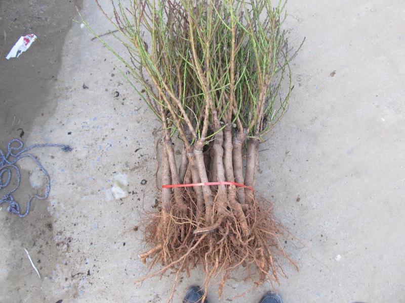 中华寿桃苗标准苗木展示图