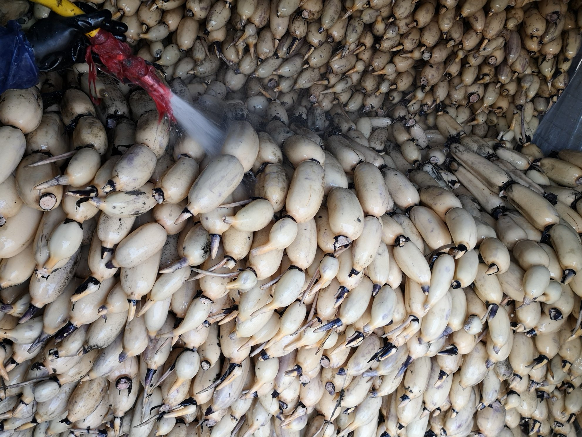 白莲藕切块正在醋水中浸泡以防止氧化变黑 白莲藕切块浸泡在加了白醋的清水中,容器透明,藕块洁白,水面微微泛光