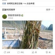 青钱柳小苗