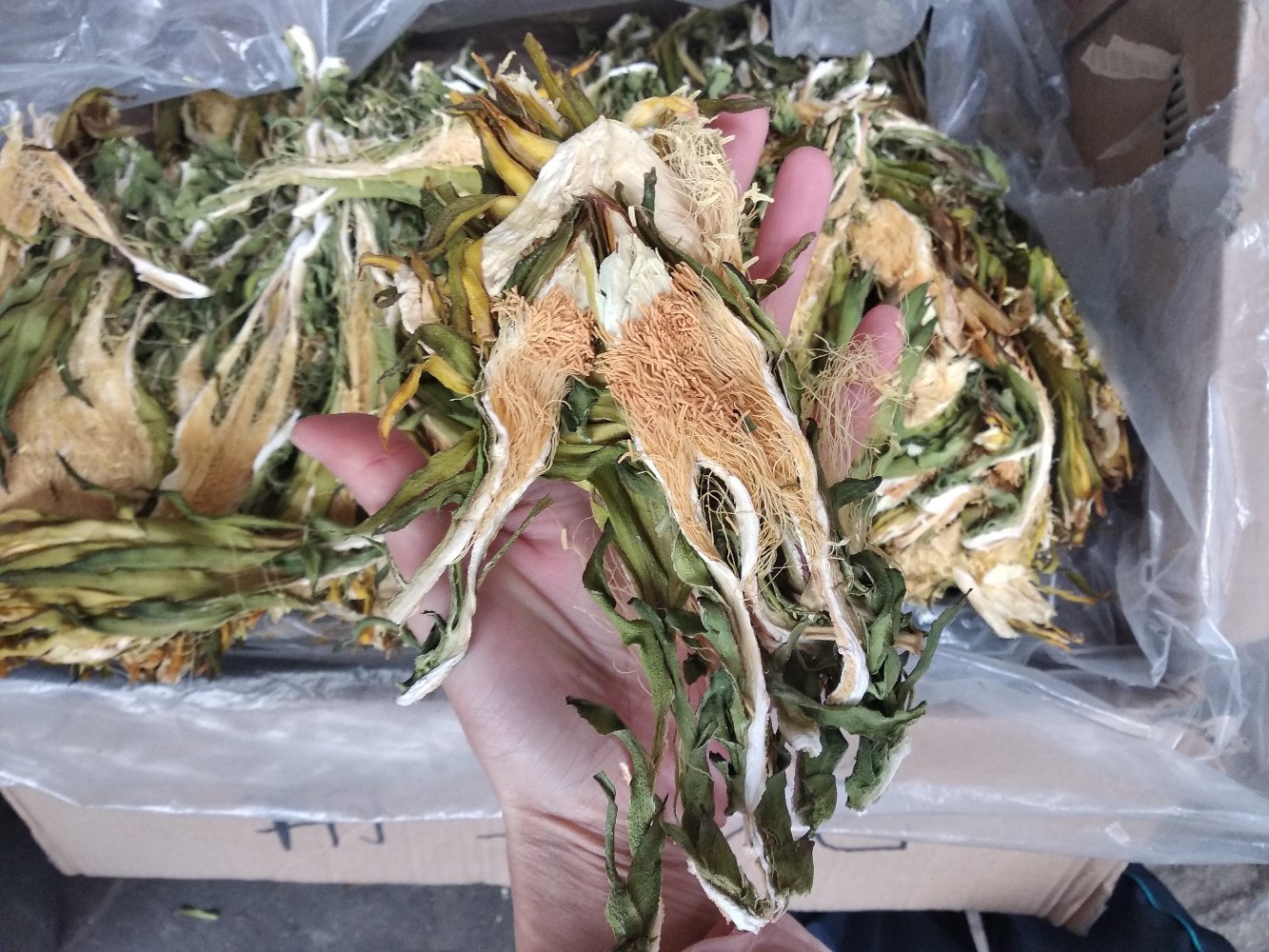 当前位置>供应大厅>中药材>霸王花>