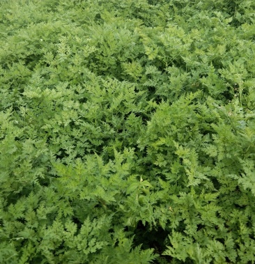 [当归批发]当归属云南特产中药材 西归 甜归 菜当