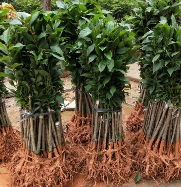 【精选苗】早晚熟三华李树苗,品种保证,成活率高